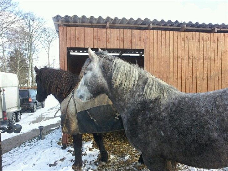 Anden særlig race Pipars - Pipars hos Stald Mato sammen med Diablo. billede 3