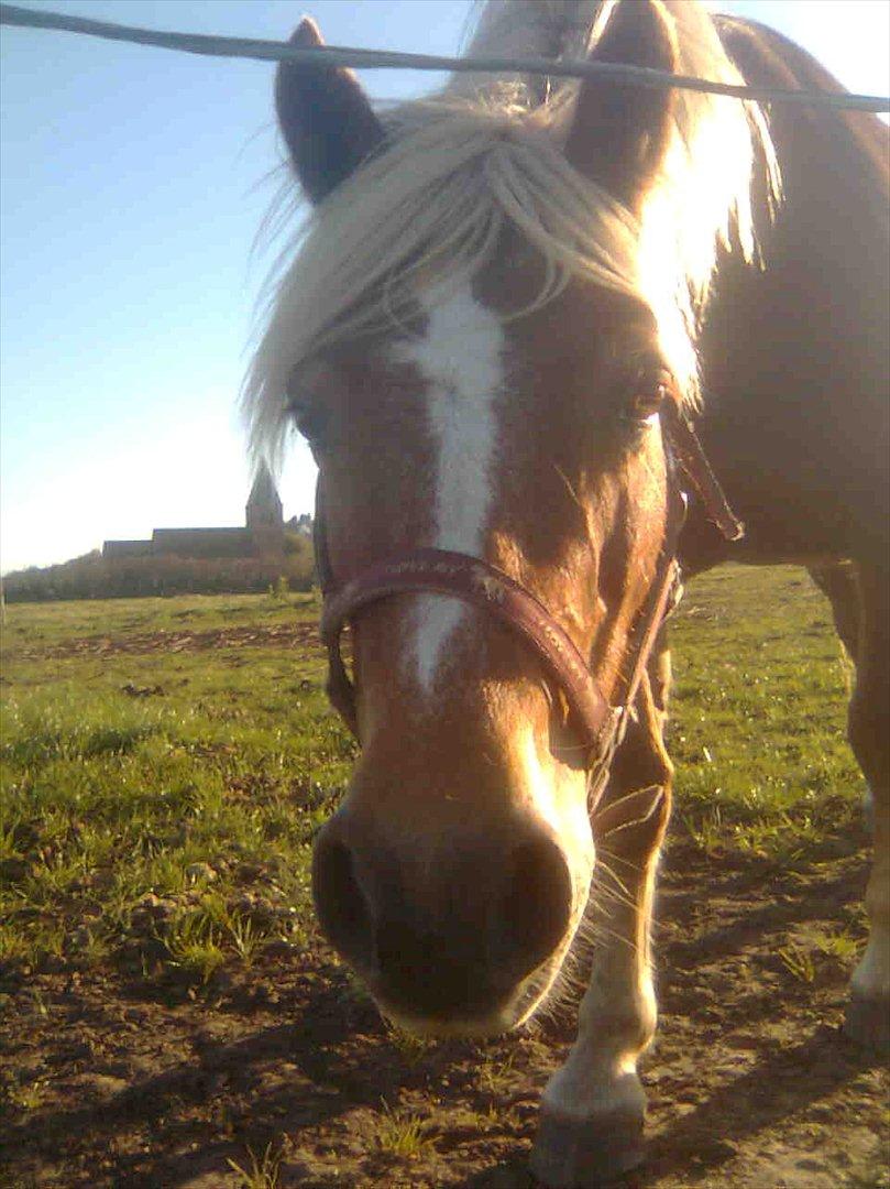 Haflinger Goldie - Savner dig så meget billede 14
