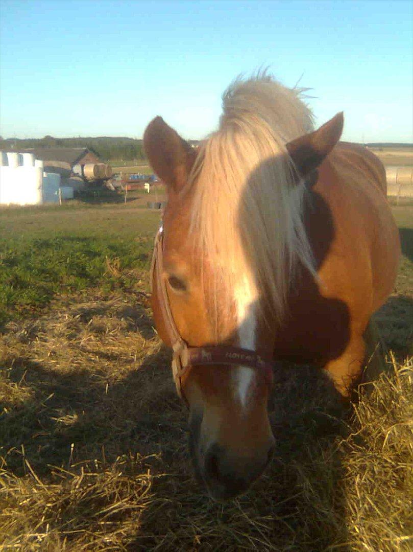 Haflinger Goldie - Tak fordi i kikket forbi  billede 15