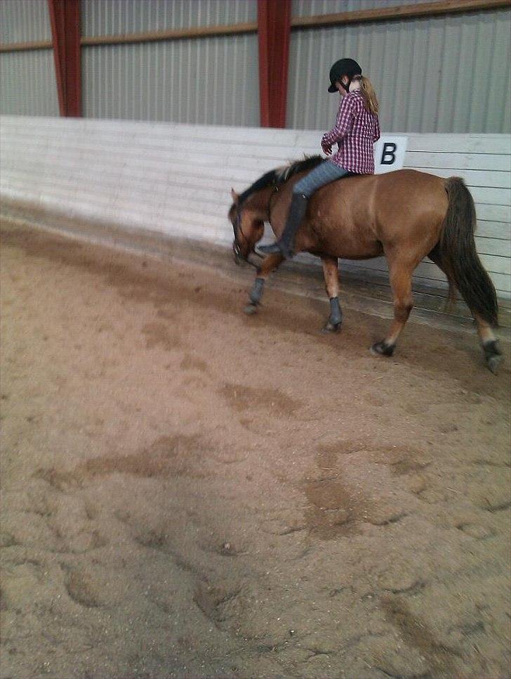 Anden særlig race Tarzan - Skridter uden sadel! og Tarzan svedte som altid! ;) billede 5