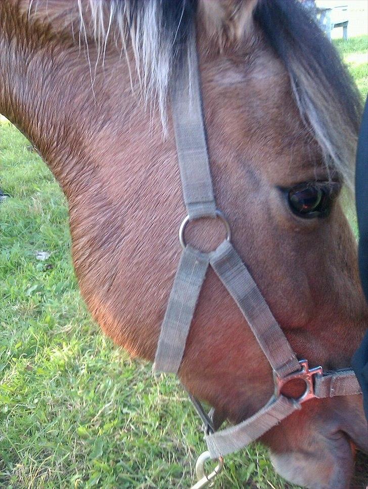Anden særlig race Tarzan - Efter en hård ridetime, græssede vi lidt :) billede 8