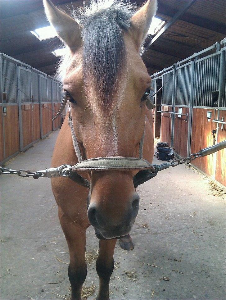 Anden særlig race Tarzan - Uheldigt billede?! -.- billede 9