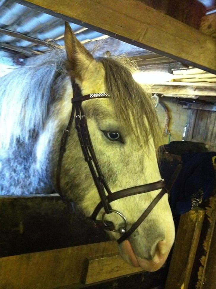 Anden særlig race Pipars - Se mit fine blå øje. billede 2