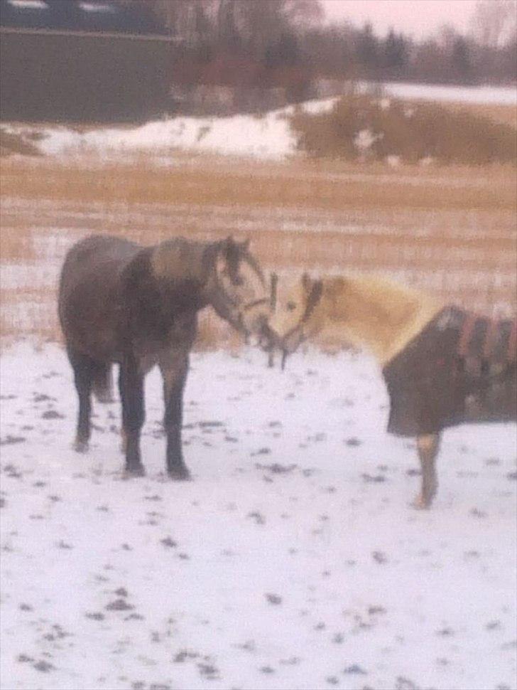 Anden særlig race Pipars - Pony og Pipars nysser. billede 5