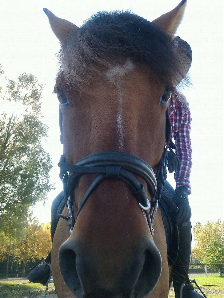 Anden særlig race Tarzan - Model hest igen! :D billede 12