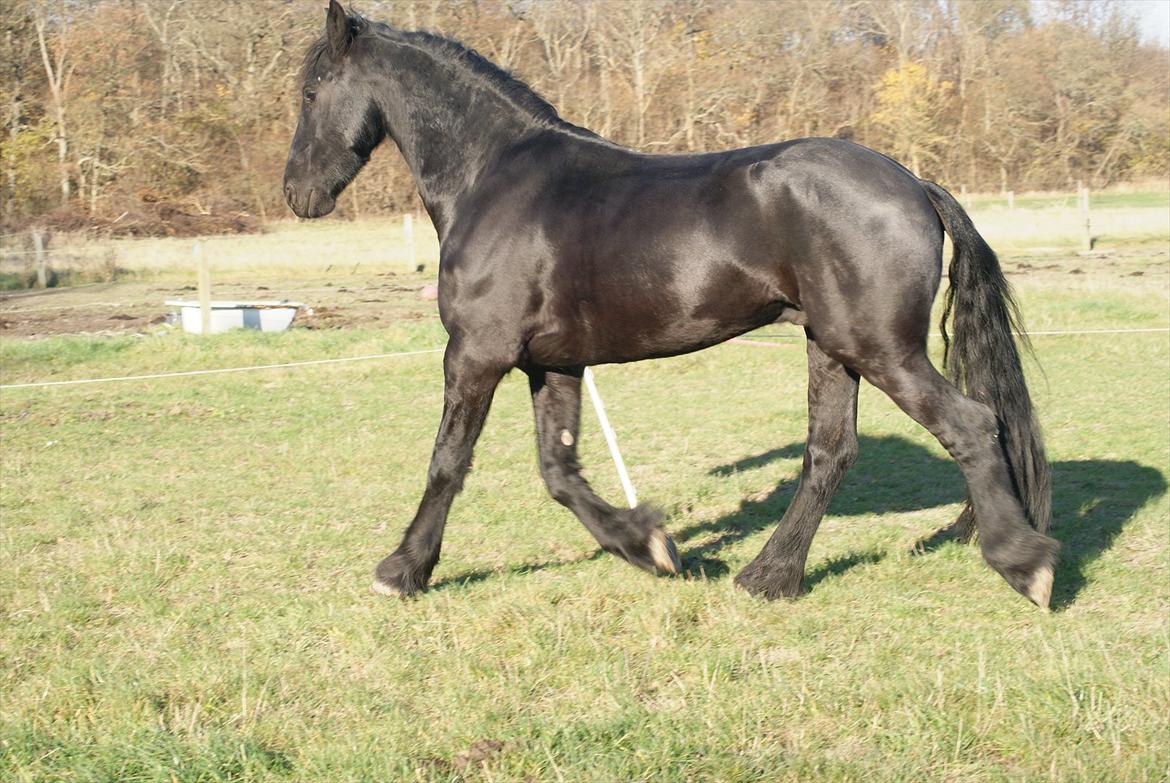 Frieser Twan (solgt) billede 10