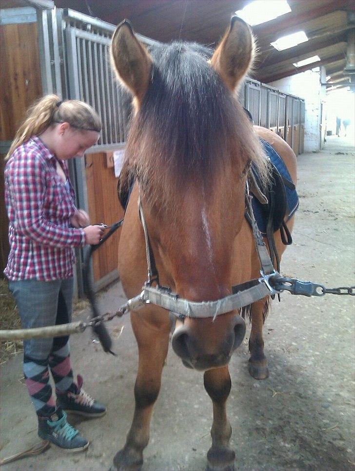 Anden særlig race Tarzan - Model hest :D billede 16