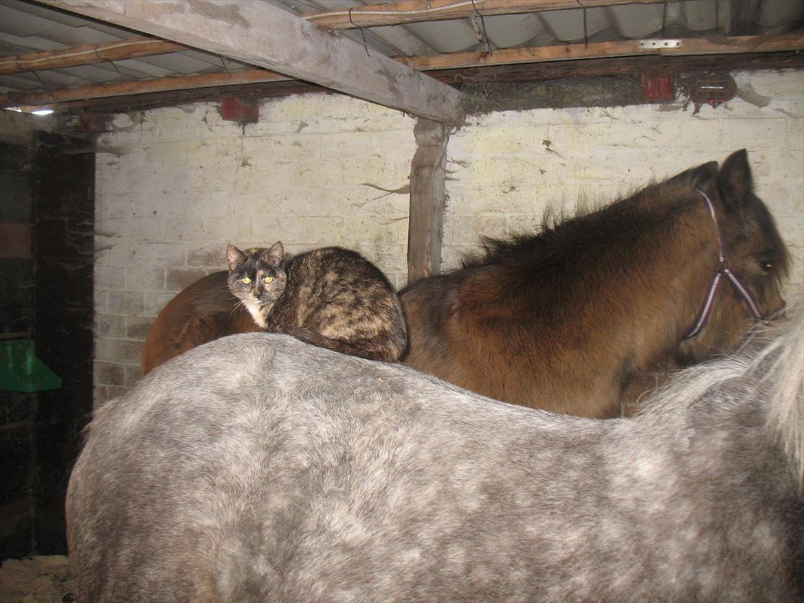 Anden særlig race Pipars - Ren hygge med Knirke. billede 6