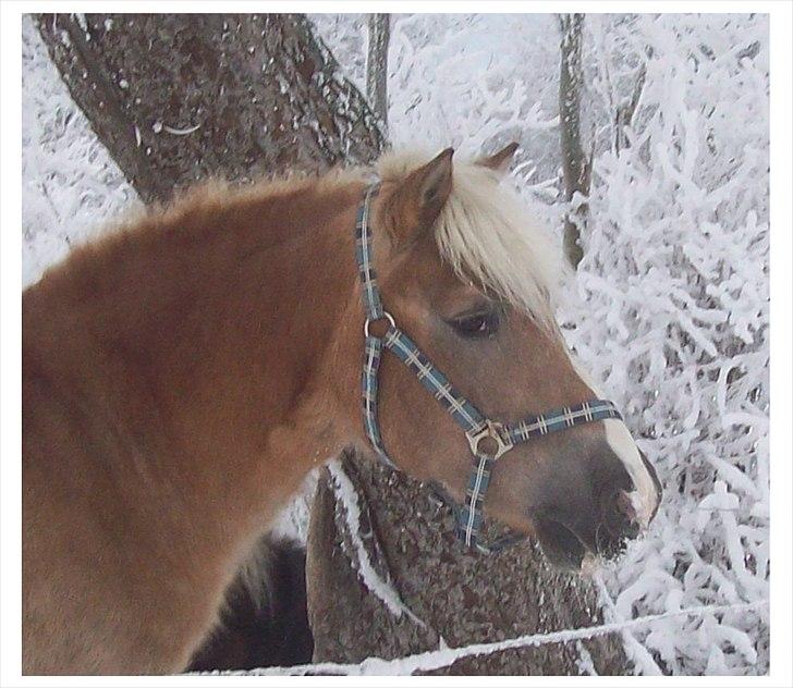 Tyroler Haflinger Nuser. - Smukke Nuser i vintervejr. billede 5