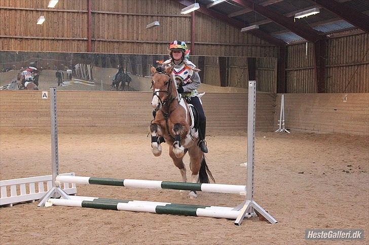 Anden særlig race Mulle - Min seje spring pony som er til hendes første stævne 5 og 6 plads :* billede 18