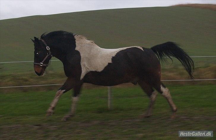 Anden særlig race Dalton *SOLGT* billede 4