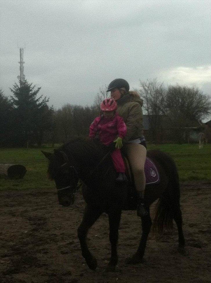 Welsh Cob (sec D) Rebecca Stensbæk - Velkommen til Rebeccas profil billede 2