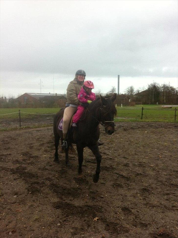 Welsh Cob (sec D) Rebecca Stensbæk - Idas første tur på Rebecca. Hun skridtede selv og så satte jeg mig op da hun skulle trave. Det var første gang Rebecca skulle prøve at have 2 på ryggen og sagde intet til det :-) billede 3