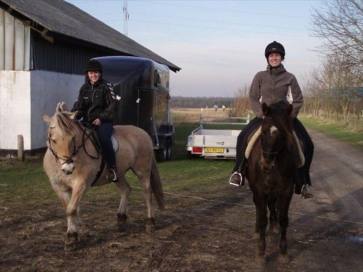 Welsh Cob (sec D) Rebecca Stensbæk - et par år gammelt efter en tur i skoven med Pernille og Lukas billede 4