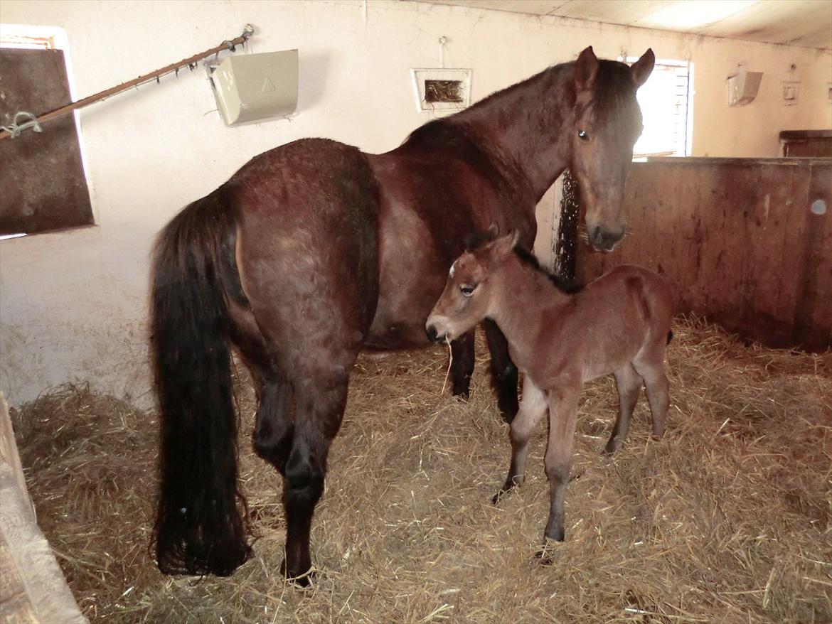 Welsh Cob (sec D) Rebecca Stensbæk - Fra sidste forår, Chili er 2 dage gammel billede 5