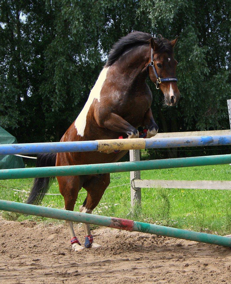 Anden særlig race Dalton *SOLGT* billede 7