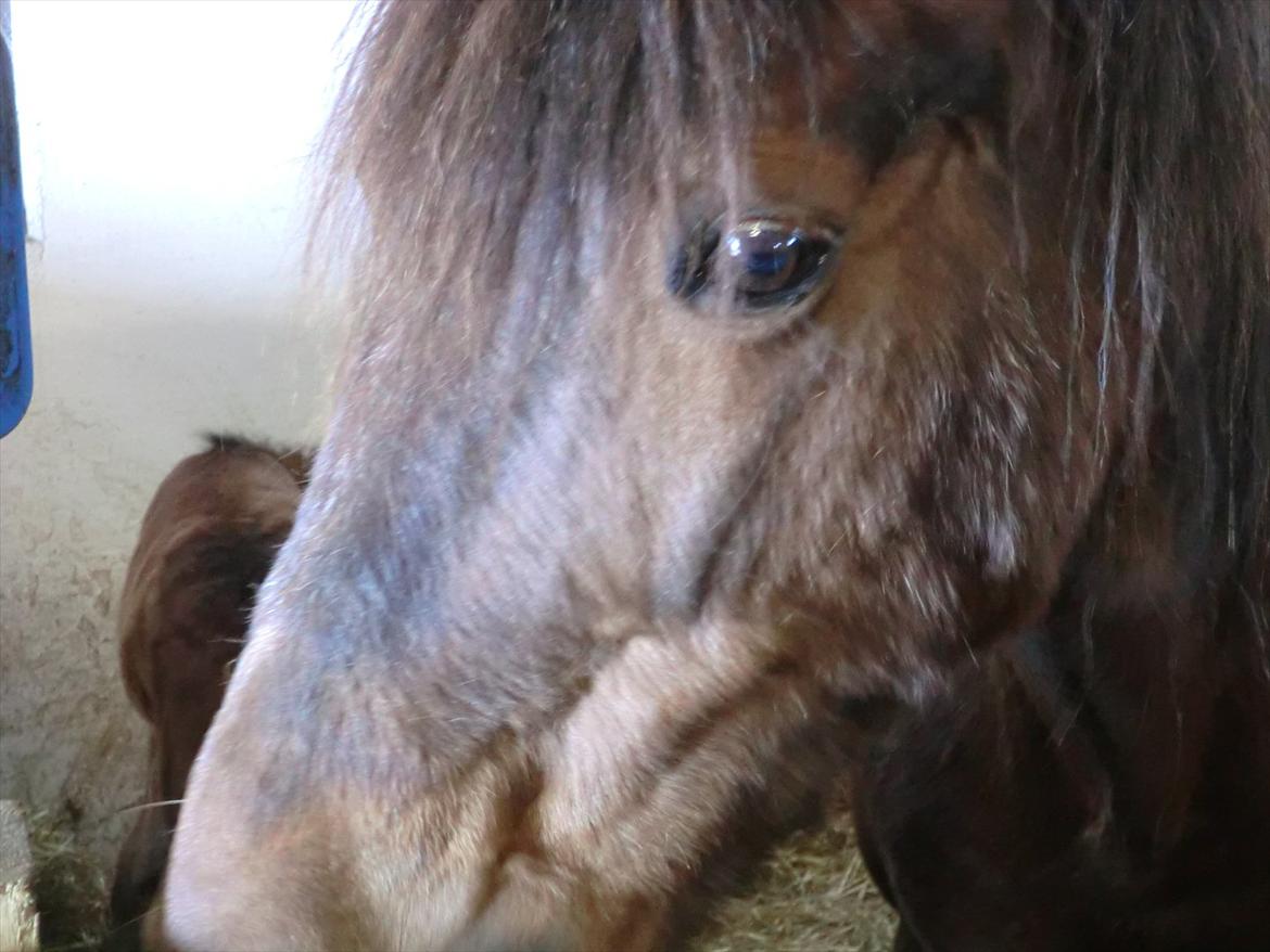 Welsh Cob (sec D) Rebecca Stensbæk billede 8