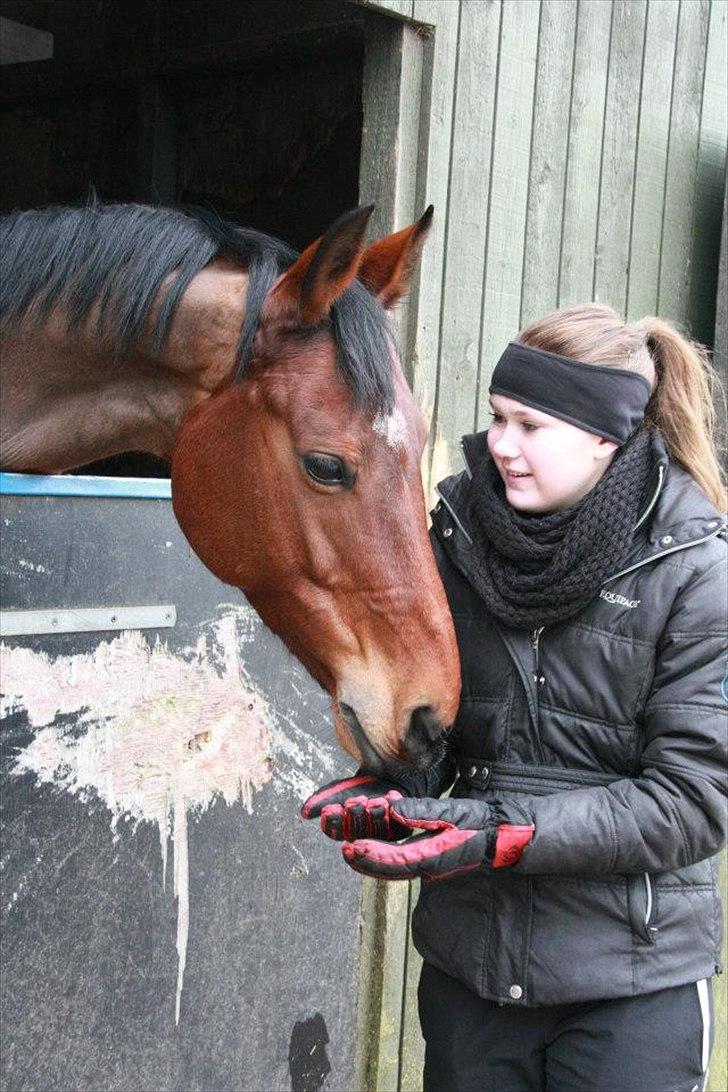 Hannoveraner santana - Henriette og Santana Februar 2012 billede 16