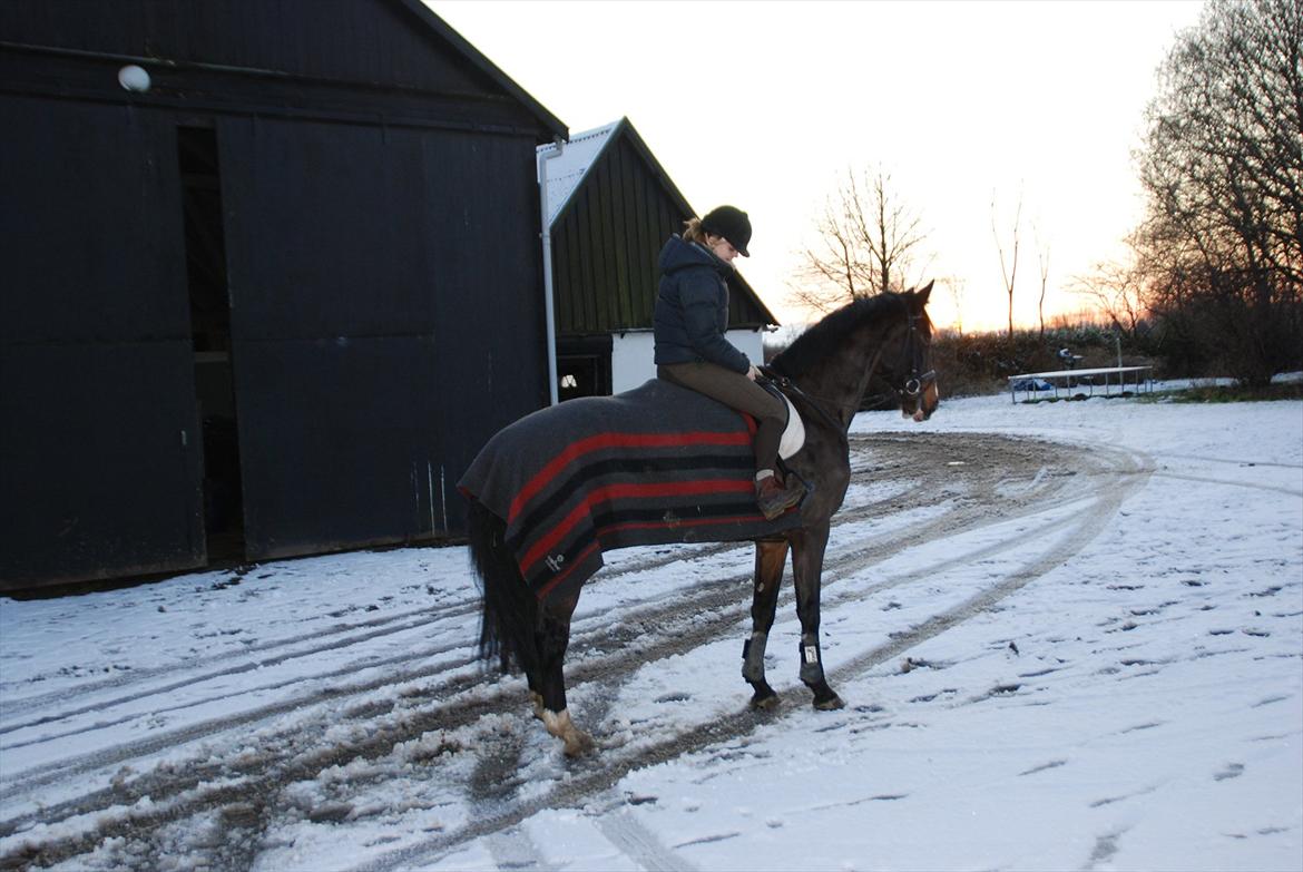 Dansk Varmblod Chivas-L *tidligere hest* - en tur i sneen :) billede 9