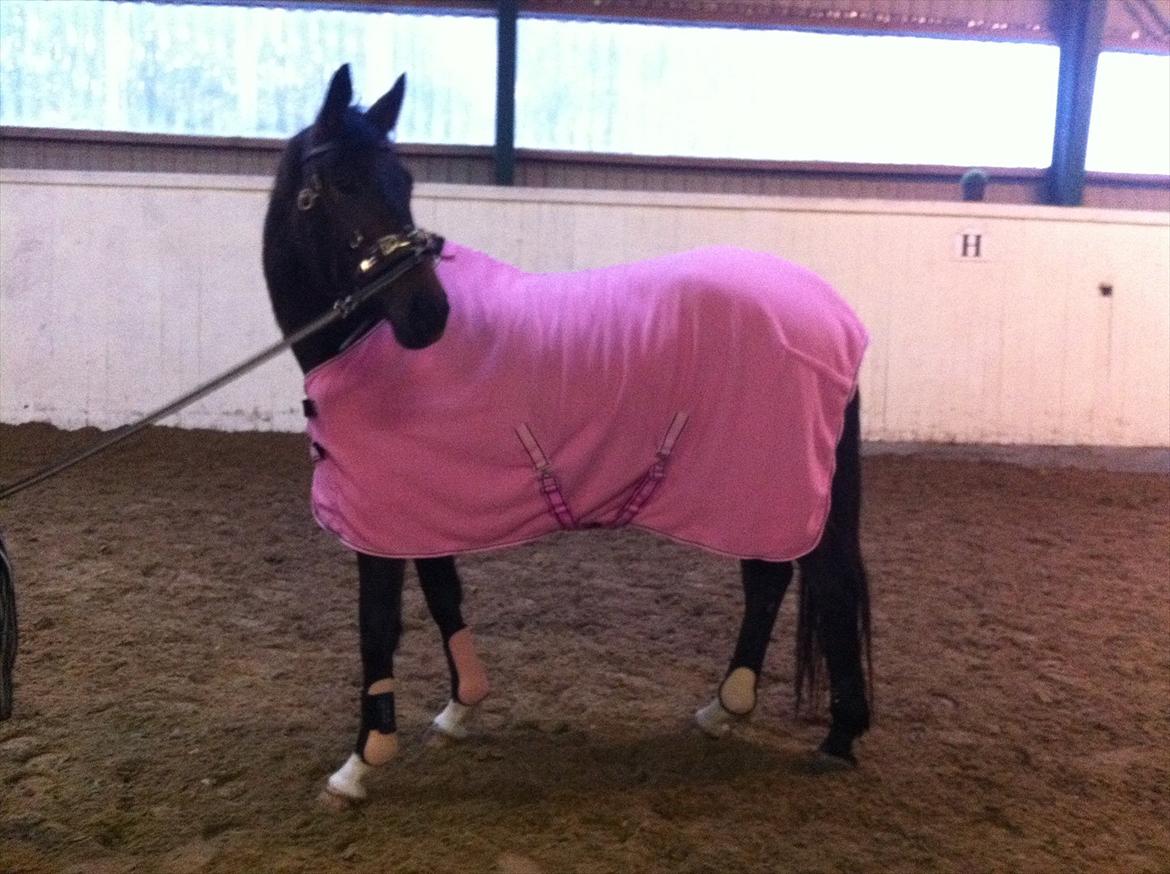 Dansk Varmblod Zena - SOLGT -RIP  :'( - Smukke Zena-Prinsesse med sit nye lyserøde gear <3 billede 8