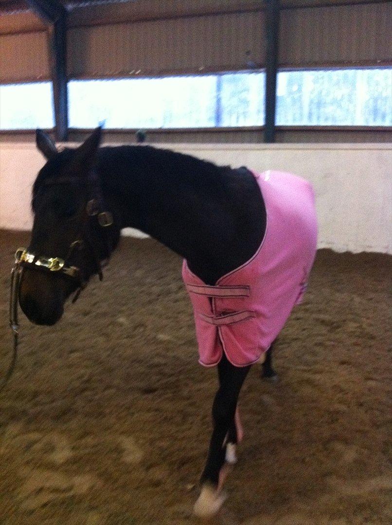 Dansk Varmblod Zena - SOLGT -RIP  :'( billede 23