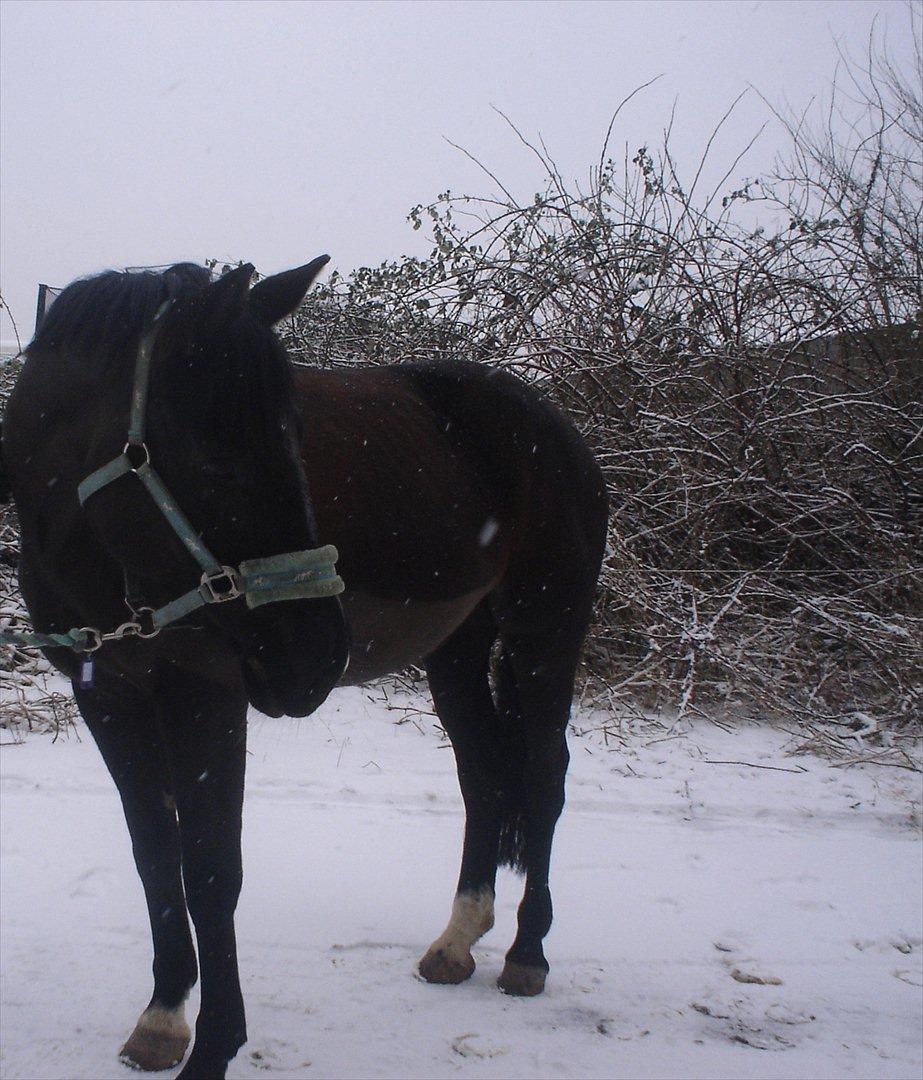 Dansk Varmblod Chanel - The neller mus <3 billede 3