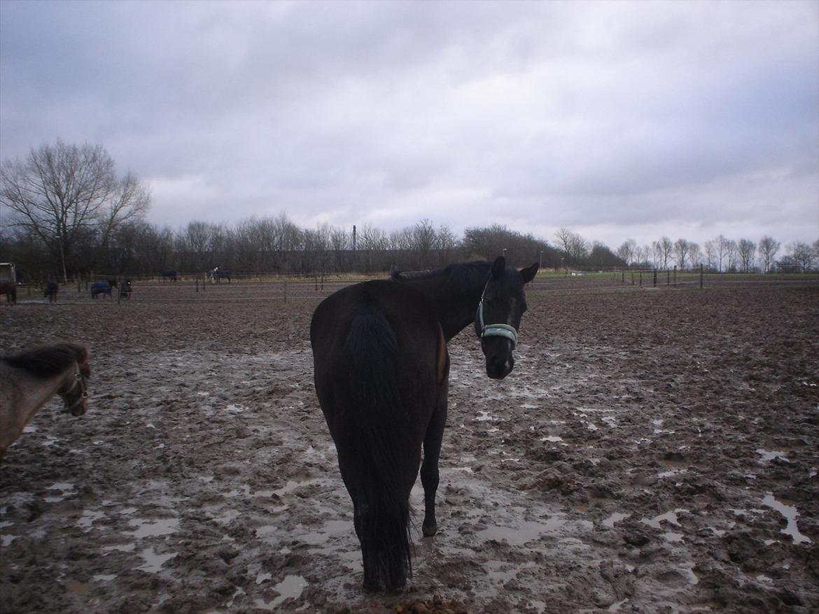 Dansk Varmblod Chanel - The neller mus <3 - Alt har sin pris, men den pris vil jeg betale, bare jeg ikke mister dig <3 billede 20