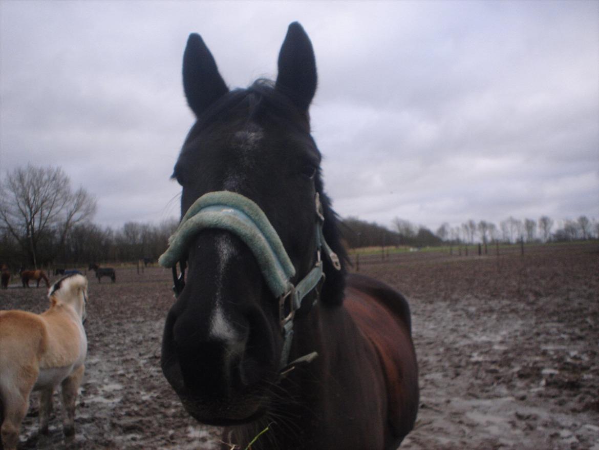 Dansk Varmblod Chanel - The neller mus <3 billede 4