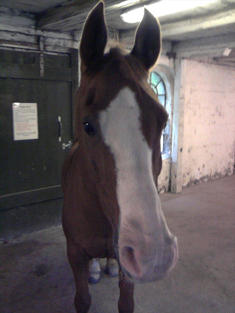 Arabisk fuldblod (OX) Lavina ox *den bedste* - lille manse <3 :* billede 2