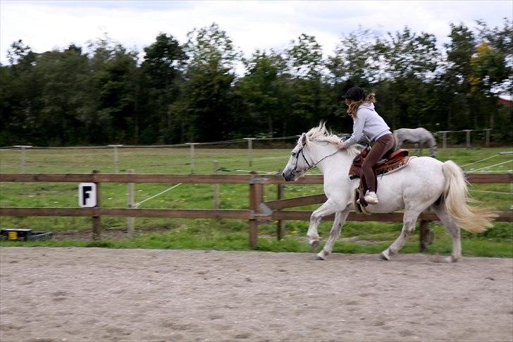 Highland Pony Amy (Solgt) - Galop!! billede 14