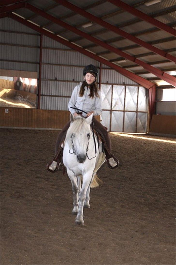 Highland Pony Amy (Solgt) billede 16