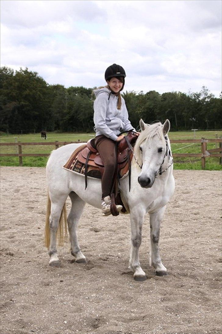 Highland Pony Amy (Solgt) billede 17