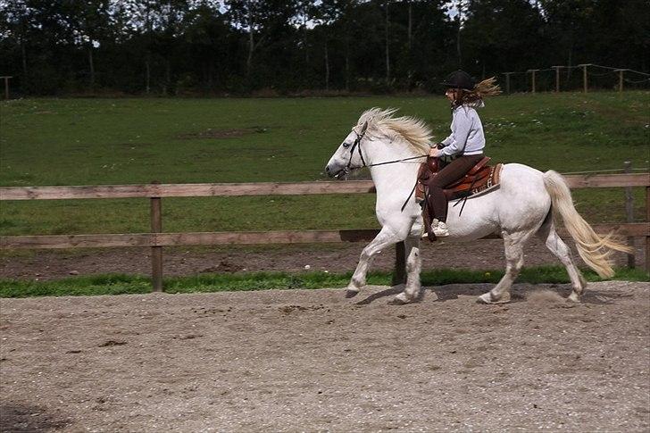 Highland Pony Amy (Solgt) billede 18