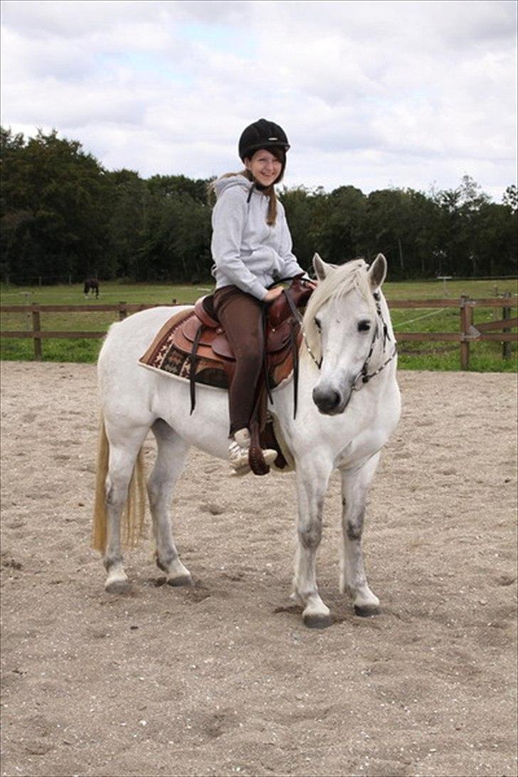 Highland Pony Amy (Solgt) billede 19