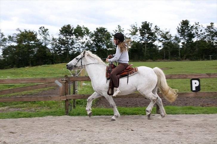 Highland Pony Amy (Solgt) - Lille "araber" Pony ;D billede 20