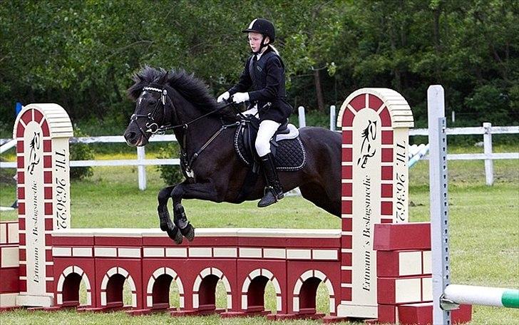 DSP Castella *SOLGT & SAVNET* - lc en af de første stævner på hende :) billede 9