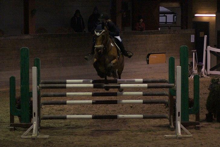 Hollandsk Varmblod Troy-T RIP D. 10/6-2013 - MB Fyns Rideklub. . Stjerne billede 12