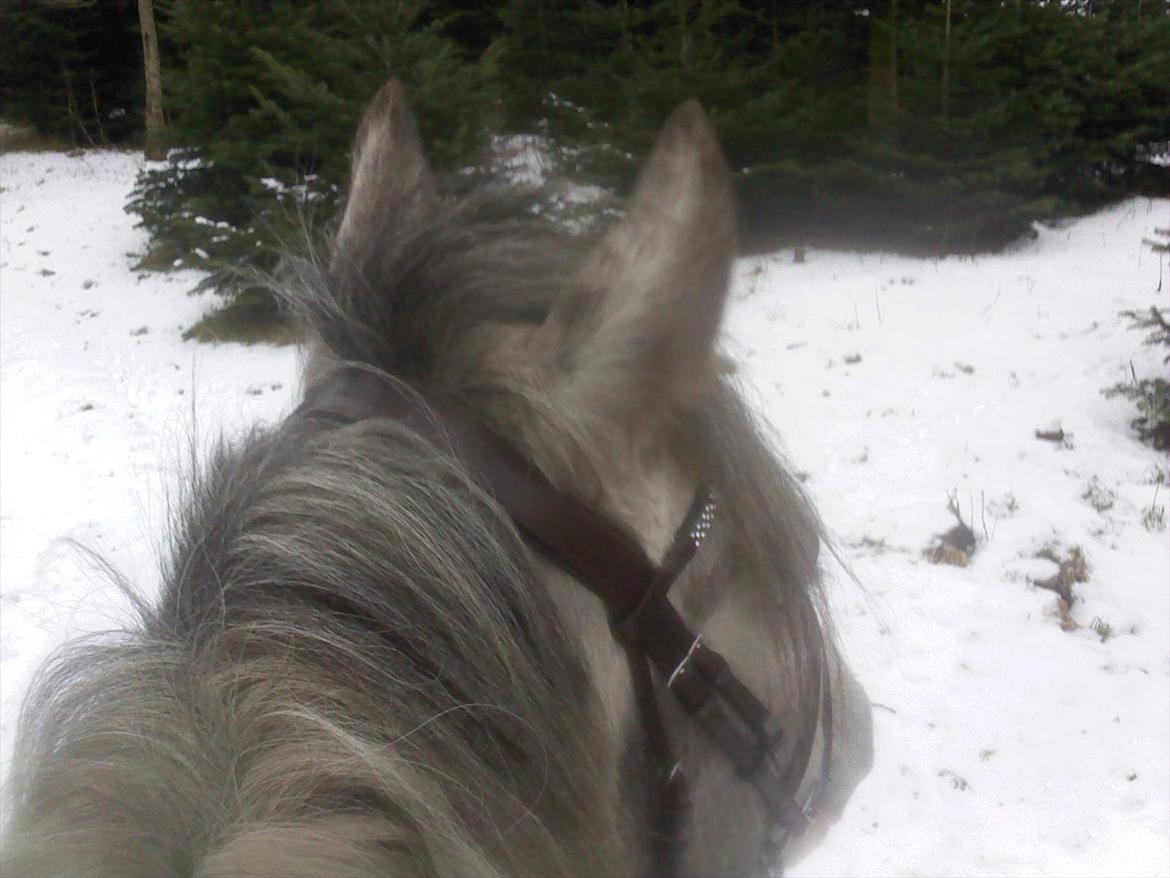Anden særlig race Pipars - Pipper og jeg på tur i plantagen. billede 7