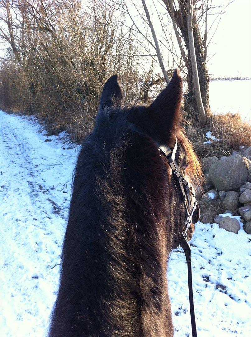 Anden særlig race Sampaio (aflivet) billede 5