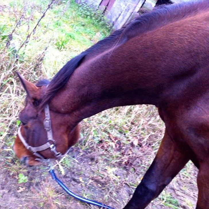 Dansk Varmblod Moni (tidligere part) billede 3