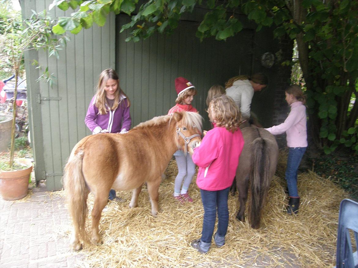 Shetlænder Kaipa billede 2