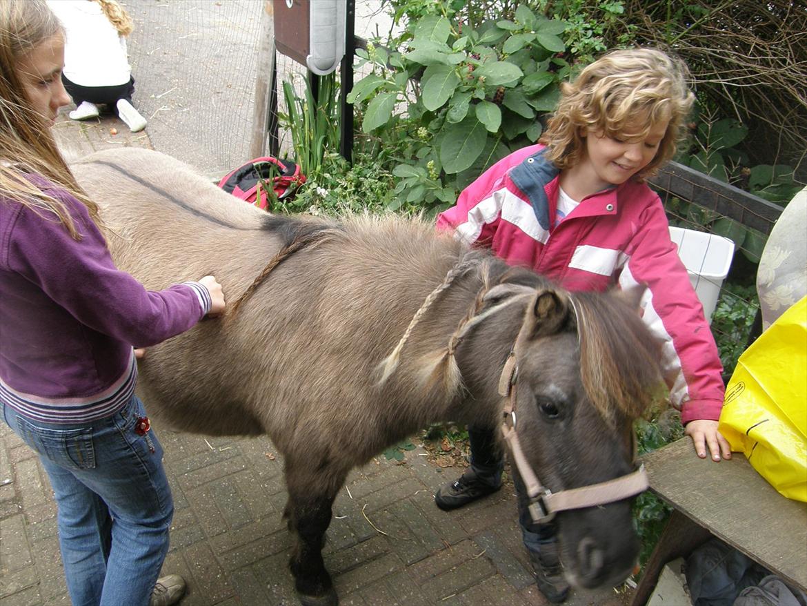 Shetlænder Kaipa billede 3