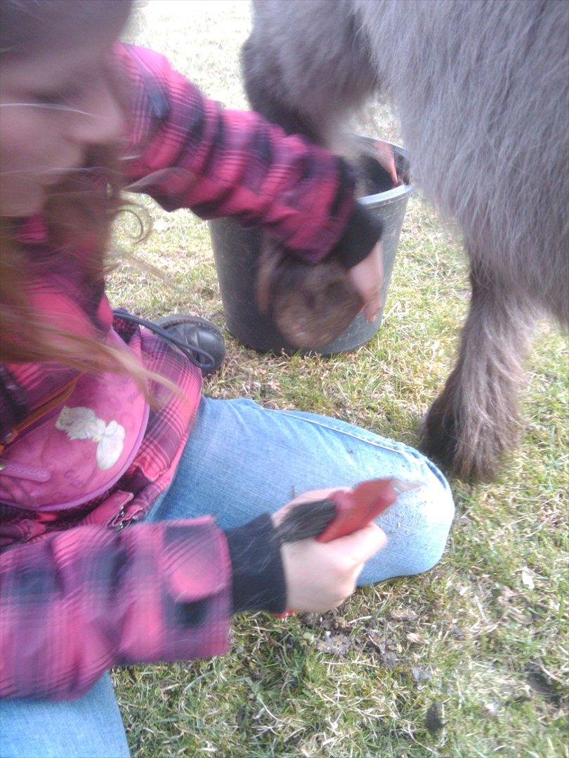 Shetlænder Kaipa billede 4