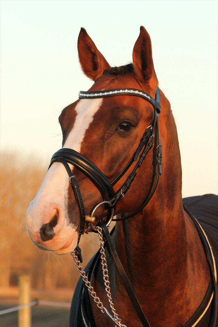 Tysk Sportspony Artos (fedtmulen) B-pony - Du er noget af det bedste i mit liv Artos :-* ! <3.  - Velkommen til Tossens profil :). Foto: Laura Andersen billede 1