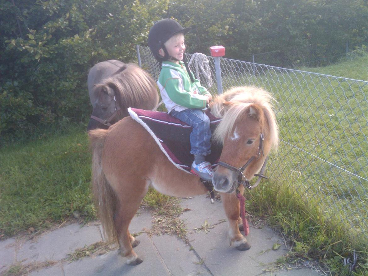 Shetlænder Freja Kaipasdatter - Hubert (4 år) er ved at dø af grin / fryd over at ride på sin elskede Freja. billede 1