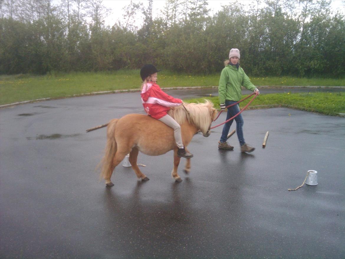 Shetlænder Freja Kaipasdatter - Ryttervant pony skulle pludselig RIDES også. Døøøøgti pony. OG Døøøøøgti Agnete Gargulak Andersen. Efter to timer med en uges mellemrum, kunne den unge dame stoppe på en udånding og dreje efter rytters øjne uden brug af tøjle. billede 2