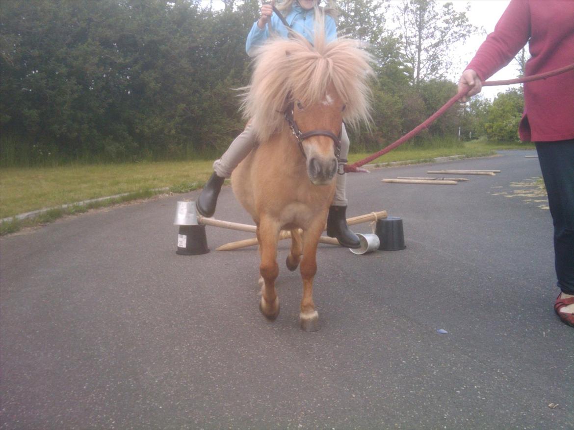 Shetlænder Freja Kaipasdatter - Første spring med Emilie.
Vi kan ikke se hendes stolte grin, men ... brug fantasien. billede 4