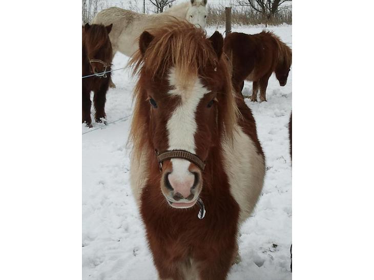 {{currentPhoto.altText}} billede {{currentPhoto.number}}