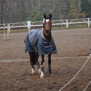 Dansk Varmblod Laphroaig