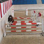 Dansk Varmblod Laphroaig